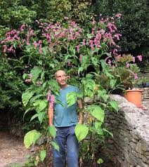 Image result for Vismia orientalis