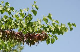 Raggiunge facilmente i 3 o 4 m di altezza. Famiglia Delle Fabaceae Leguminosae Gruppi Di Cammino Di Bollate