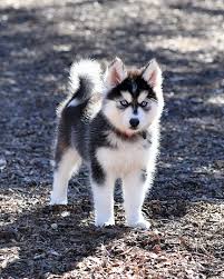 Baby Husky Puppy Playing In The Park Stock Photo Download Image Now Istock