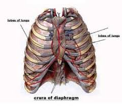 The spleen sits under your rib cage in the upper left part of your abdomen toward your back. Unit Iv