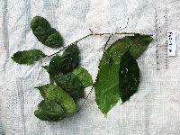 Image result for Maranthes