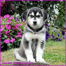 Is Goberian Puppies For Sale Any Good 10 Ways You Can Be Certain Goberian Puppies For Sale Puppies For Sale Dog Breed Info Puppies