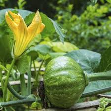 Squash kabocha f1 are thick skinned, dark green globe shaped fruits with paler green stripes. How To Grow Kabocha Pumpkin Vines Ehow Com Pumpkin Garden Growing Pumpkins Planting Pumpkins