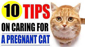 Pregnant Cat Ten Tips On Caring For A Pregnant Cat Pregnant Cat Kitten Care Newborn Kittens
