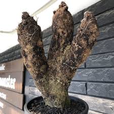 Image result for Xerophyta trichophylla