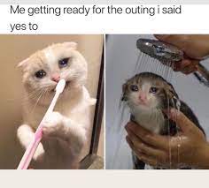 Meow Irl Meow Irl