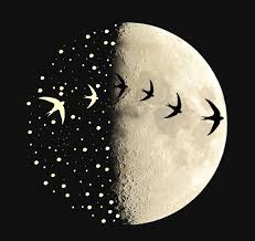 Moonwatching Study Of The Nocturnal Migration Of Birds Through Lunar Disc Mouton Dessin Dessin De Reve Clair De Lune