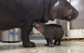 Baby hippo bath time description. Rub A Dub Dub A Pygmy Hippo In The Tub Zooborns