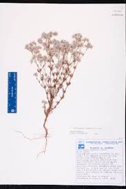 Image result for Polycarpaea corymbosa