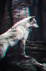 You can also upload and share your favorite wolf wallpapers wolf wallpapers 1920x1080. Wolf Wallpaper Iphone Wolf Telefon Wallpaper 651x1001 Wallpapertip