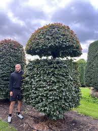 Image result for Fagopyrum snowdenii