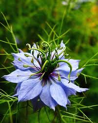 Pin On Blue Garden