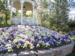 Mass Planting Of Pansies Pansies Plants Landscape