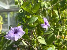 Image result for Ipomoea transvaalensis