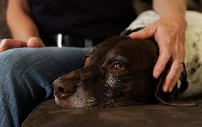 We can make this process less stressful by allowing our. Author Ponders Pet Euthanasia With Scholar S Eye Dog Lover S Heart The Denver Post
