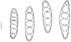 Image result for Cassipourea ruwensorensis