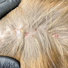 Image result for Feline Miliary Dermatitis