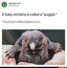 Uberfacts A Baby Echidna Is Called A Puggle They Re Born Without Spines Or Fur Ifunny Puggle Echidna Animal Facts