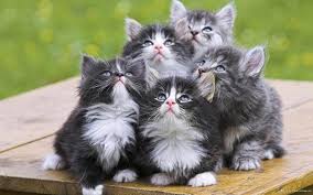 200+ gambar lucu bikin ngakak yang konyol dan gokil abis update terbaru 2018. 63 Gambar Kucing Lucu Ini Bakal Bikin Kamu Gemes