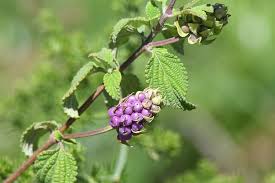 Image result for Lantana rugosa