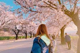 Taman bunga sakura di korea selatan. Grantnsaipan Taman Bunga Sakura Di Korea Selatan