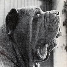 373 dog breed profiles, each breed has its own unique temperament. Neapolitan Mastiff Dog Breed Information