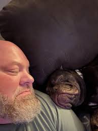 More New York counties creating animal abuse registries