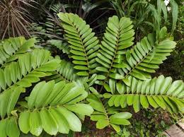 Image result for Zamiaceae