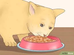 Cara Membuat Kucing Bahagia 10 Langkah Dengan Gambar Wikihow