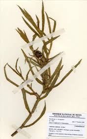 Image result for Aneilema umbrosum