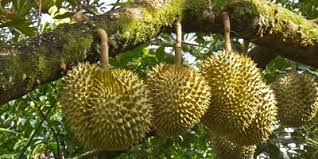 Inilah media cara menanam durian dengan baik : Bibit Tanaman Buah Durian Montong Kaki Tiga Higaragro