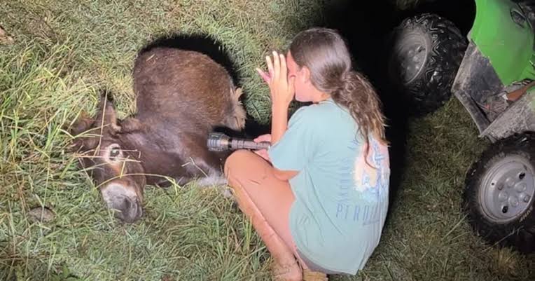 Pet donkey shot, killed by Georgia police; farm owner wants justice