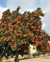 Citrus plants like quite humid environments. How To Plant Orange Trees Let Her Fruit Bush Steemit