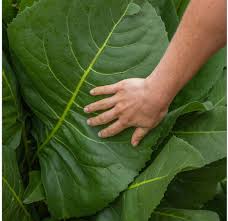 Image result for Rhipidoglossum delepierreanum