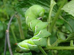 Tomato worms enjoy these plants more than tomatoes. Tomato Hornworms How To Get Rid Of Tomato Hornworms The Old Farmer S Almanac