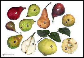 The starchy fruit has a subtle sweetness and apple/banana flavor. Apple Pear Quince Loquat Peach Cherry Jujube Olive Avocado Fruit Photos
