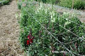 Here at floret, we have just 2 tiny acres dedicated to flower production. Greenhouse Floriculture Field Grown Annuals For Cut Flowers Umass Center For Agriculture Food And The Environment