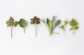 3 Herbs For Allergies