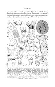 Image result for Tricalysia sp. E