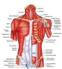 Except for the brain, the trunk houses all the vital organs of the human body. Superficial Muscles Posterior View Plate 28 Muscles Of The Trunk Anterior View Plate 29 Muscle Human Anatomy And Physiology Muscle Anatomy Human Body Anatomy