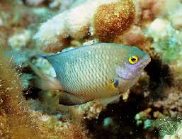 Image result for Artabotrys collinus