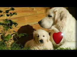 Heartbeat sounds has the best variety of heartbeat sounds for baby. Dog Heartbeat Puppy Sleep Training Dog Heartbeat Sound Effect Heartbeat Sound 12 Hours Youtube Sleeping Puppies Putting Baby To Sleep Puppy Beds