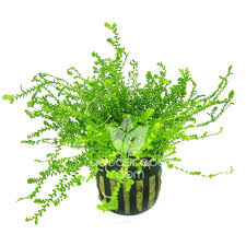 Image result for Selaginella kraussiana