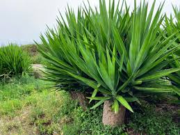 Image result for Yucca gigantea
