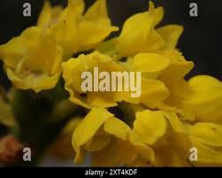 Image result for Schizochilus