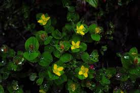 Image result for Hypericum quartinianum