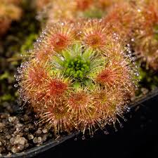 Image result for Droogmansia