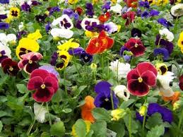 They also bloom in the south and look best when planted as a. Time To Prune Plant In February In Southern California Agoura Hills Ca Patch