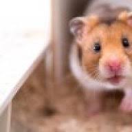 Pilze Futtern Das Hamsterforum