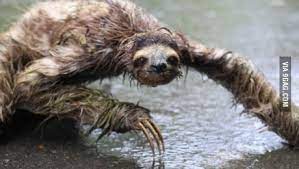 Wet Sloths Are Creepy Animal Facts Funny Wild Animals Wet Sloth